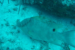 Lachnolaimus maximus