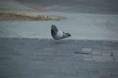 Columba livia domestica