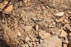 Lophophora williamsii