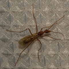 Leptomyrmex