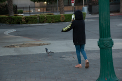 Columba livia domestica