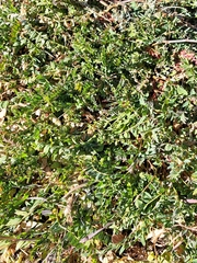 Astragalus tephrodes