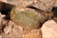 Lophophora williamsii