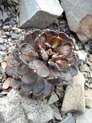 Notothlaspi rosulatum