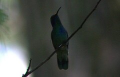 Colibri thalassinus