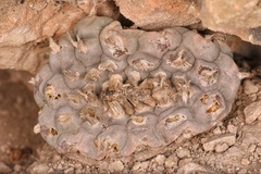 Lophophora williamsii