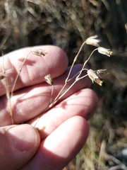 Campanula rotundifolia