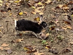 Oryctolagus cuniculus