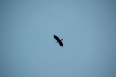 Corvus brachyrhynchos