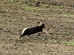 Oryctolagus cuniculus
