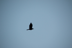 Corvus brachyrhynchos