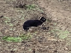 Oryctolagus cuniculus
