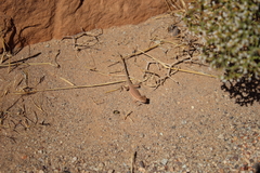 Uta stansburiana uniformis