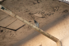 Columba livia domestica