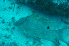 Lachnolaimus maximus