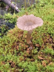 Arrhenia rickenii