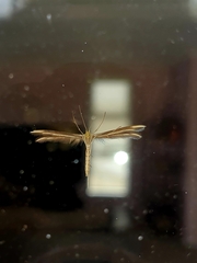 Pterophorus innotatalis