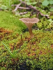 Arrhenia rickenii