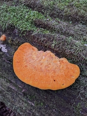 Piptoporus australiensis