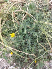 Thymophylla tenuiloba