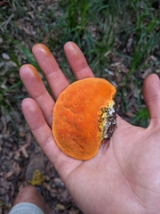 Piptoporus australiensis