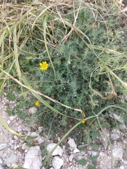 Thymophylla tenuiloba