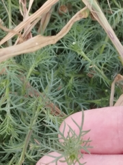 Thymophylla tenuiloba