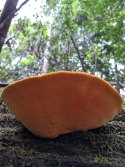 Piptoporus australiensis