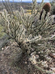 Cylindropuntia acanthocarpa