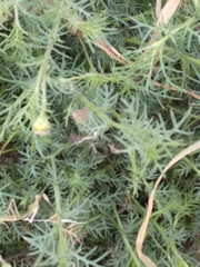 Thymophylla tenuiloba