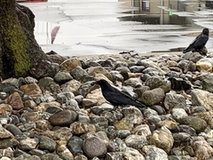 Corvus brachyrhynchos