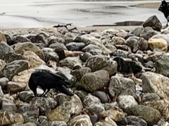 Corvus brachyrhynchos