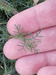 Thymophylla tenuiloba