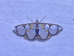 Glyphodes grandisalis