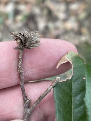 Andricus quercusfoliatus