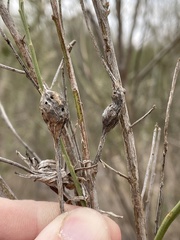 Neolasioptera lathami