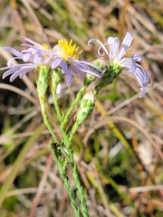 Symphyotrichum adnatum
