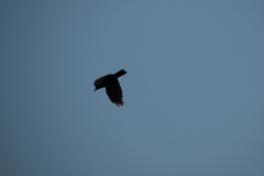 Corvus brachyrhynchos