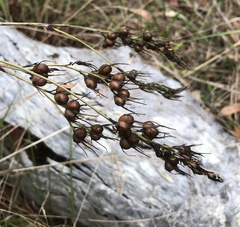 Haemodorum austroqueenslandicum