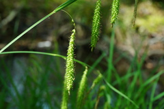 Carex