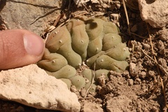 Lophophora williamsii