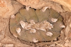 Lophophora williamsii