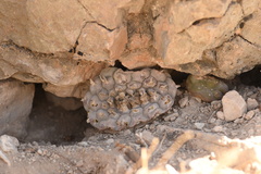 Lophophora williamsii