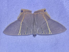 Phrygionis polita