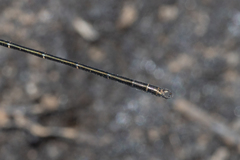 Archiargiolestes parvulus