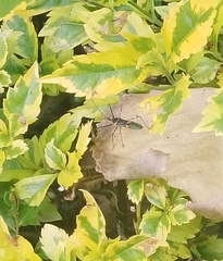 Zelus longipes
