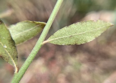 Vaccinium elliottii