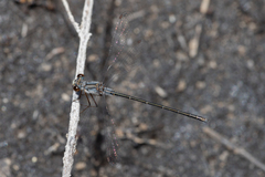 Archiargiolestes parvulus