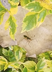 Zelus longipes