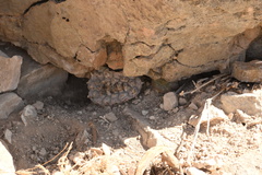 Lophophora williamsii